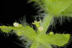 Piedmont bedstraw